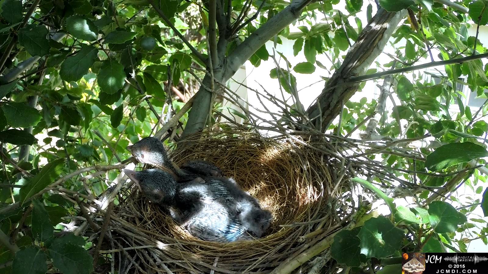 Scrub Jay nest documentary - chicks resting wake as parent arrives